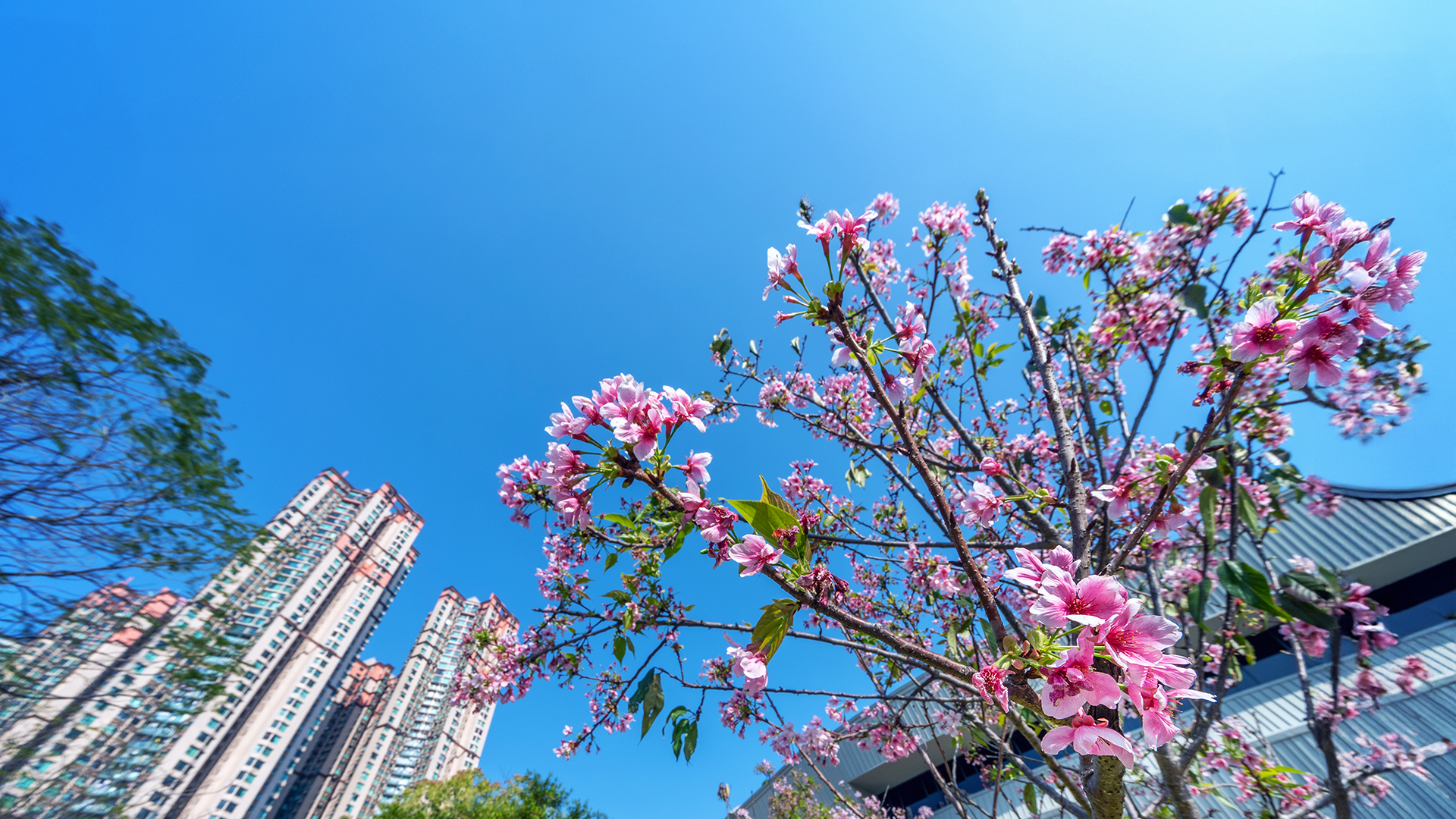 木星亞太入息基金（愛爾蘭） - 類別L美元每月收益分派