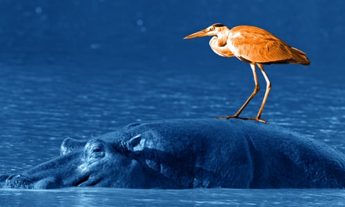 Bird sitting on top of a hippo