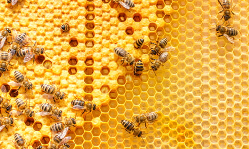 Lessons from bees: How to invest in a digital world
