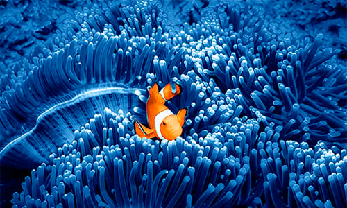 Clownfish swimming against corals to represent Jupiter Ecology Fund