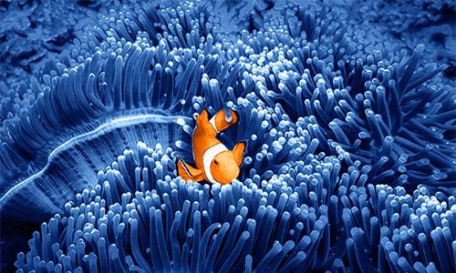 Clownfish swimming against corals to represent Jupiter Ecology Fund